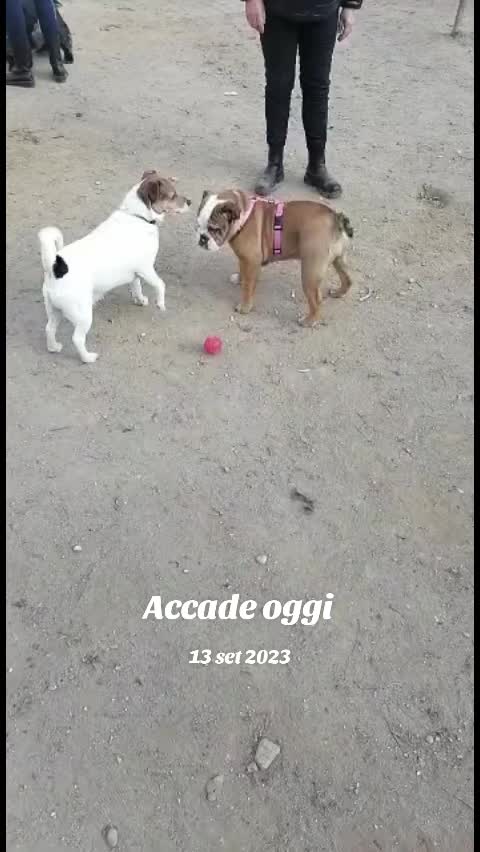 @Cri🐾M❤️rghy🐾labulla❤️