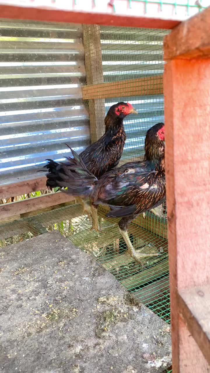@mat din farm(GMF)