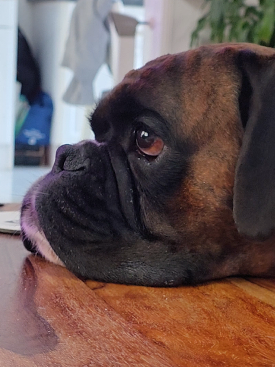 @Clive The Boxer Dog