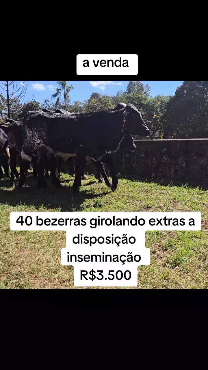 @marketing_do_gado