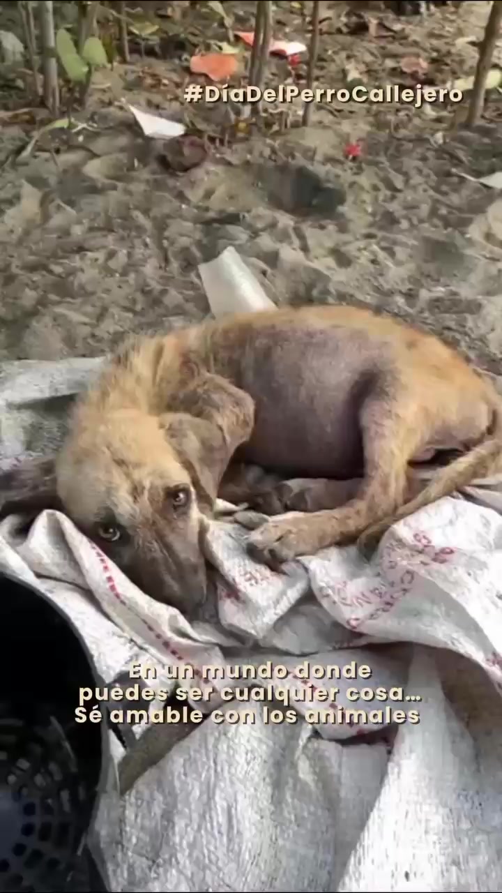 @varcan❤️