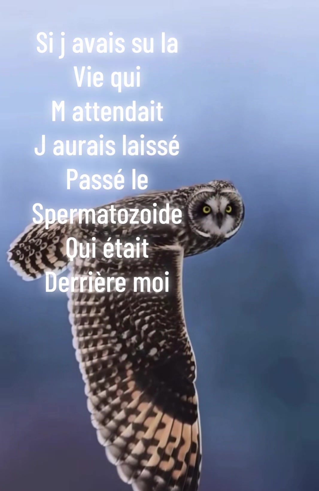 @hibou débrouillard