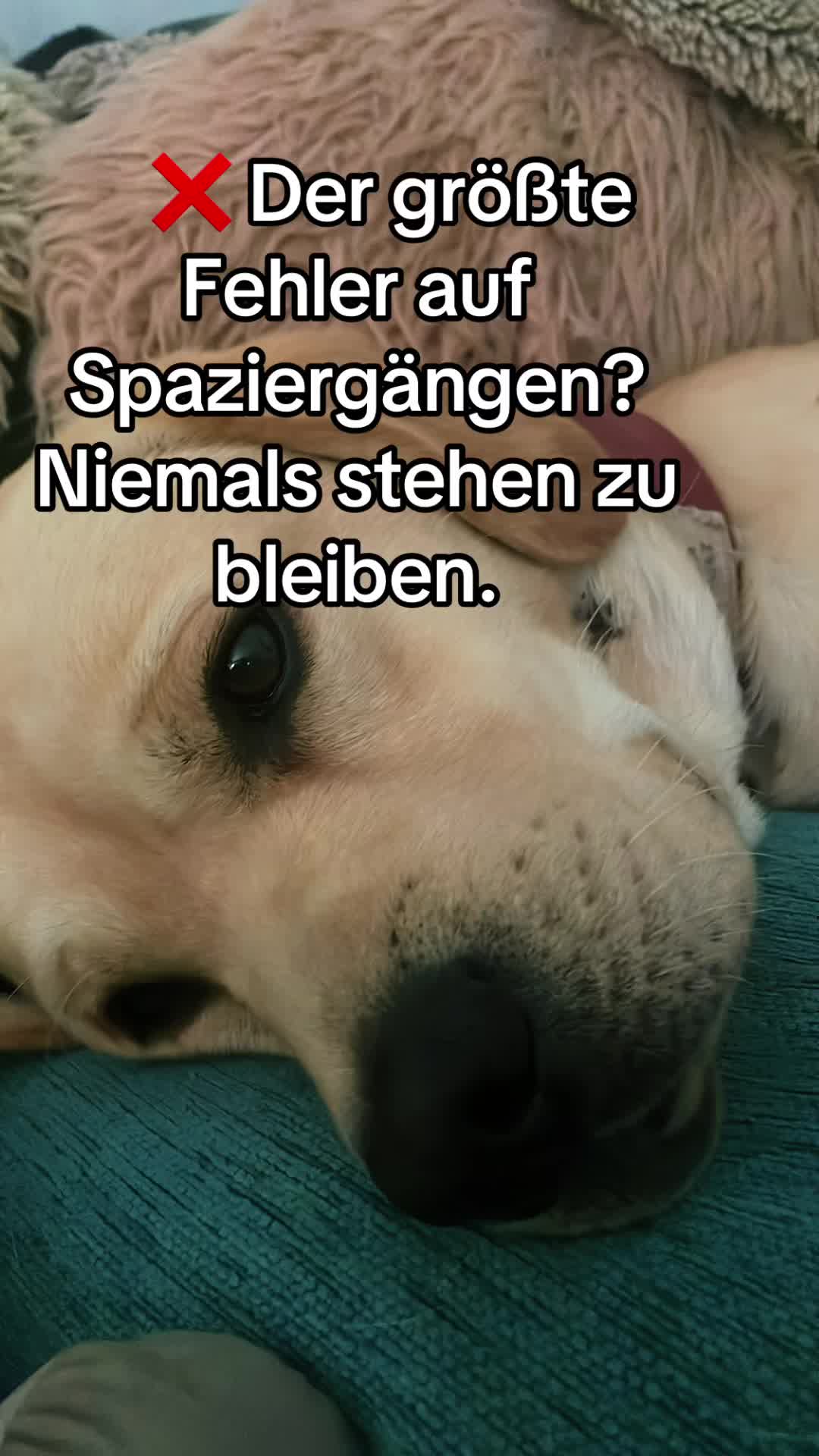 @Lenis-Hundewelt 🐾🐾