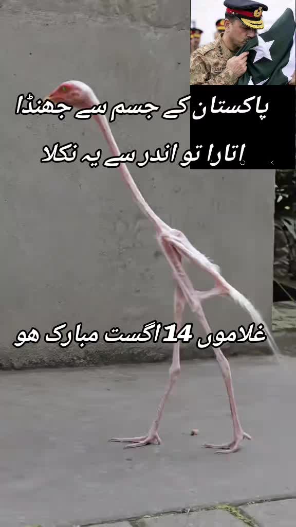 @اڈیالہ 804