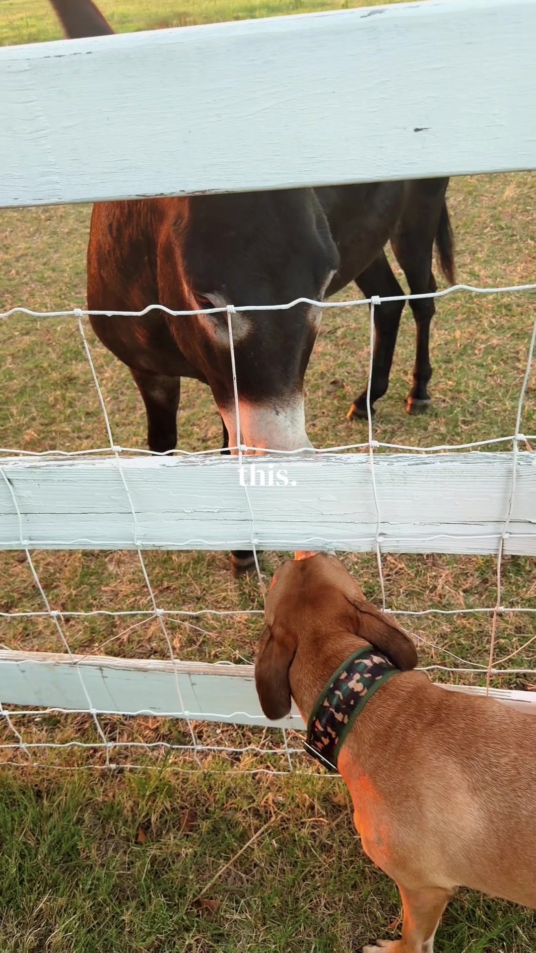 @DonkeyandHoundMama