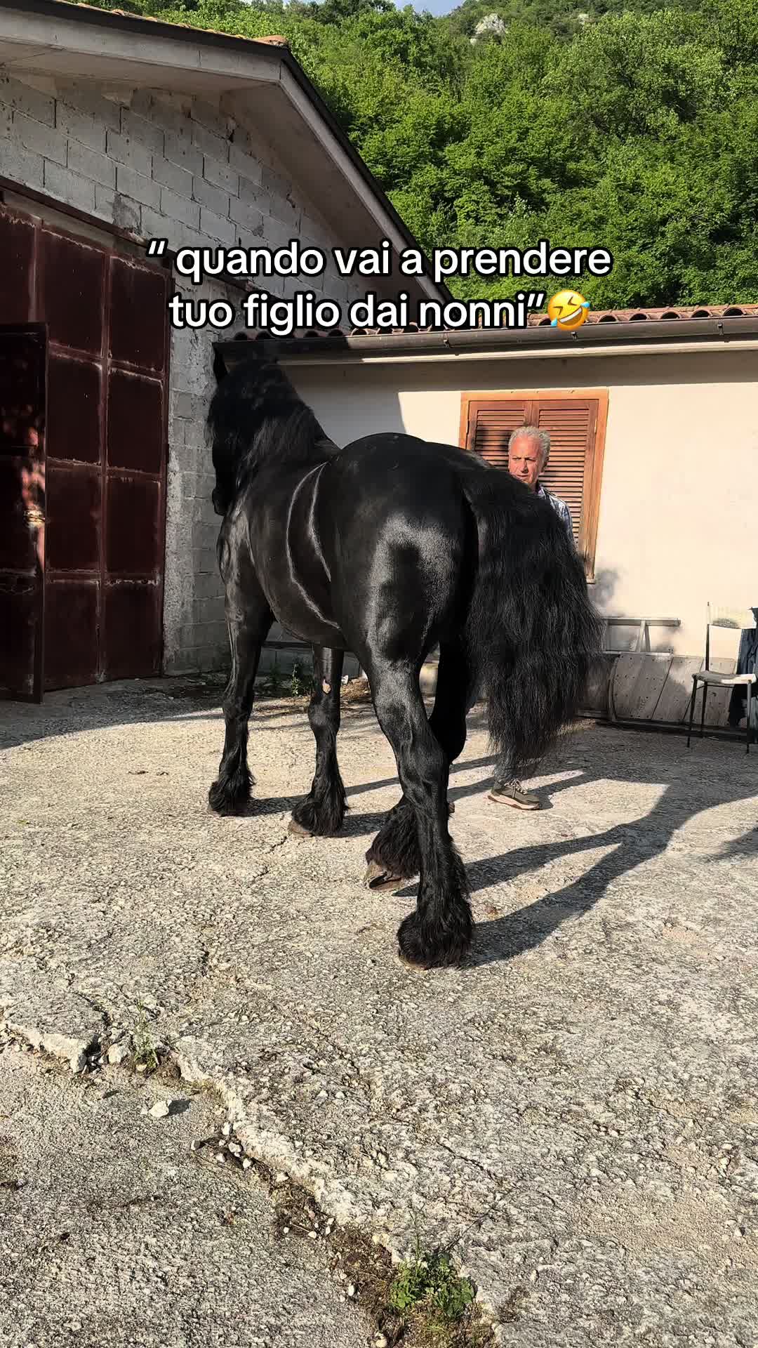 @black_the_friesian