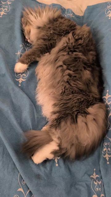 @TiTi.l'amour.des.animaux 🎙️