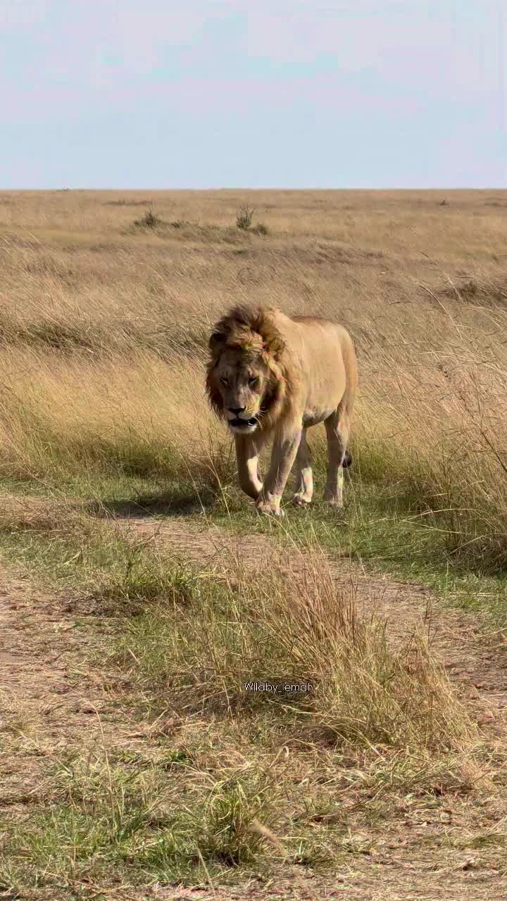 @lion_world5
