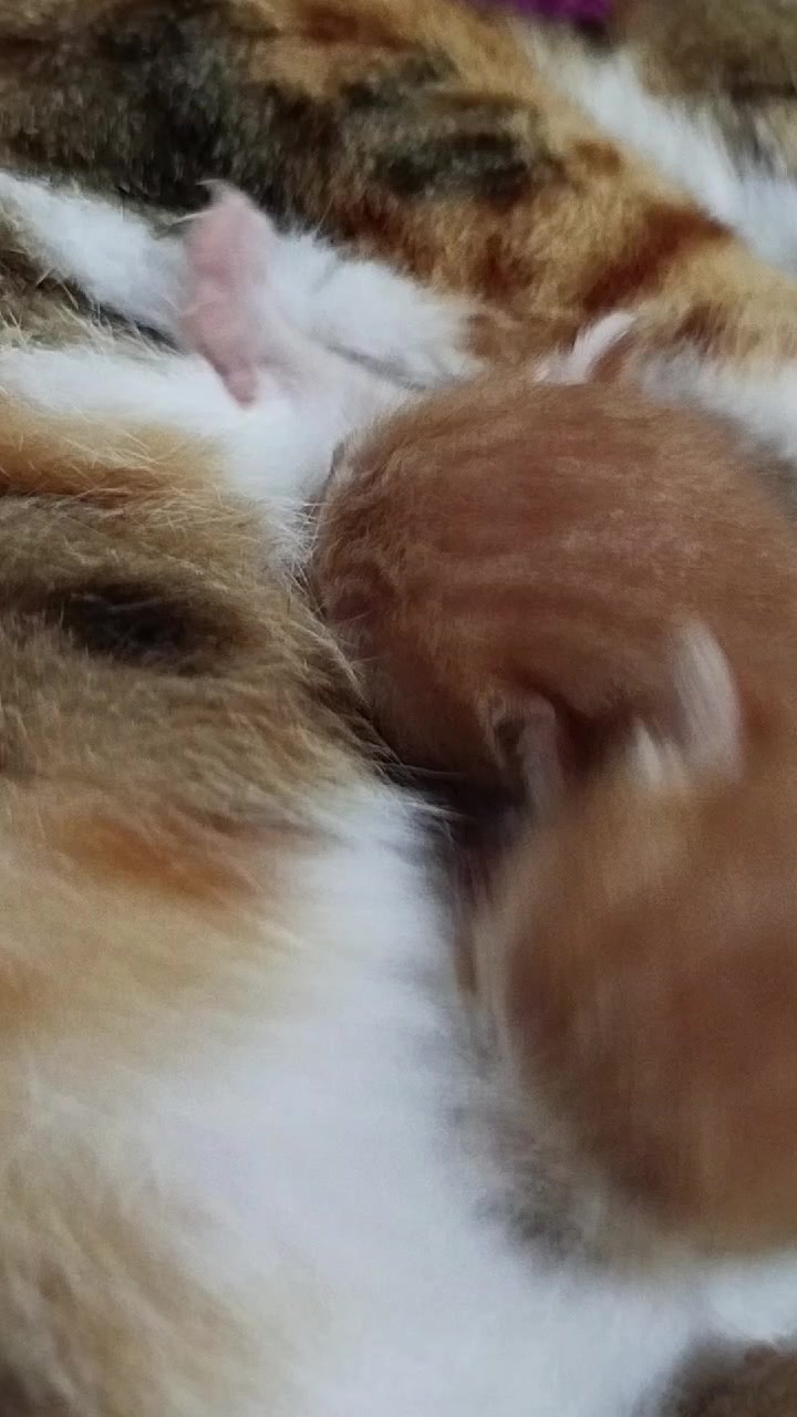 @MyLovelyPets💧