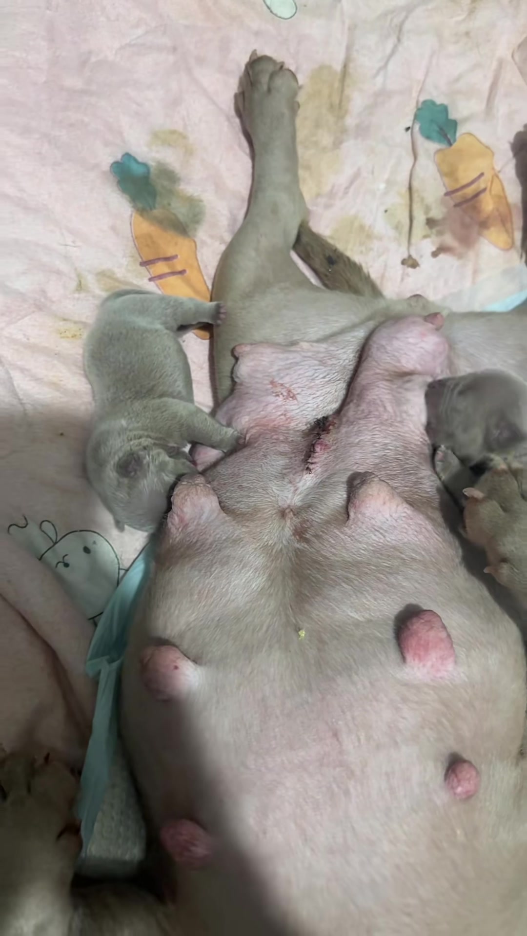 @MilkPupDaily