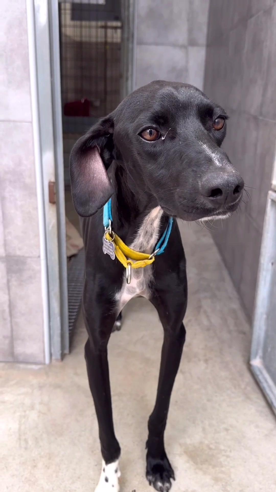 @Galgos del Sol