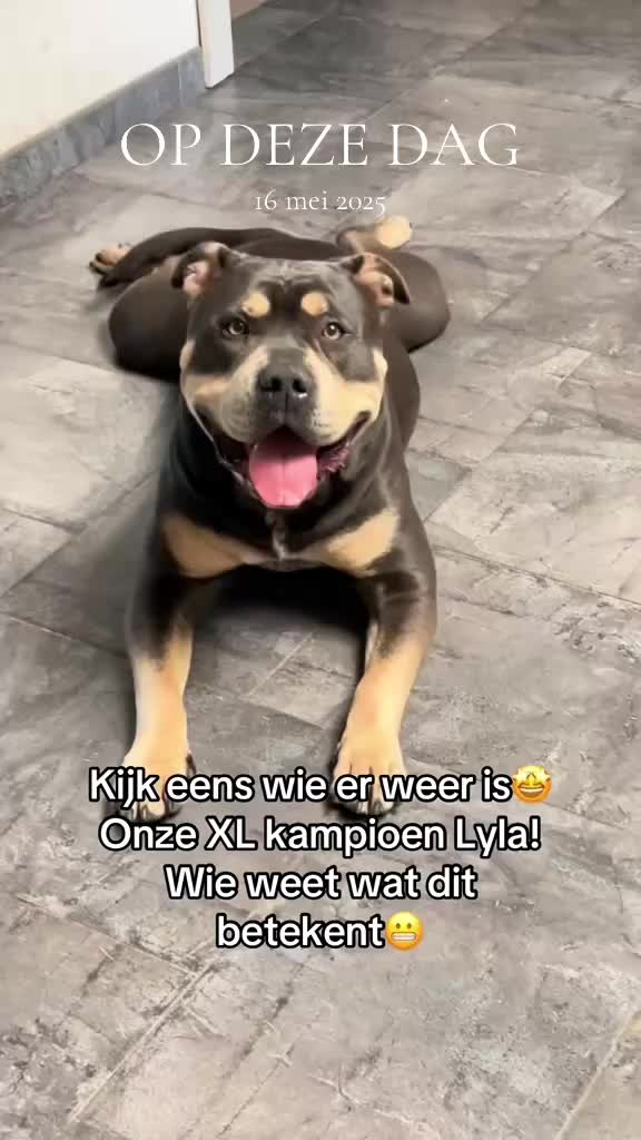 @bigdutchbullykennel