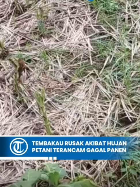@TribunLombok.com