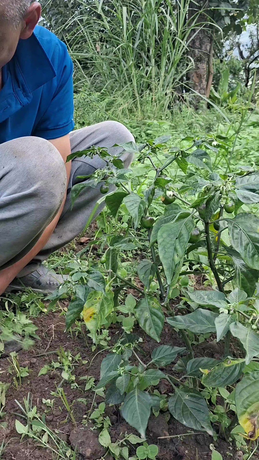 @टीका लिम्बू