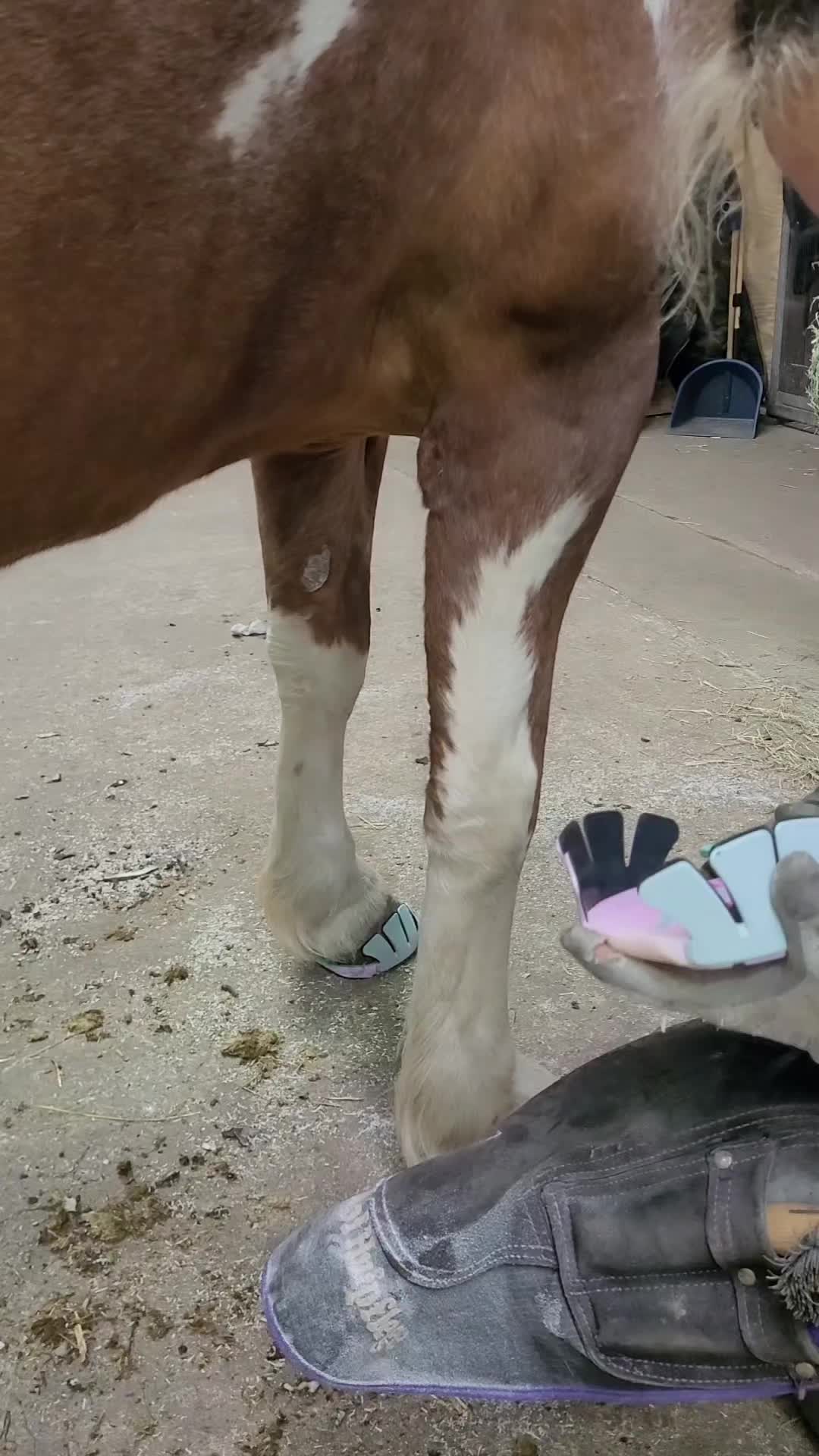 @skilly.hoof.hufpflege