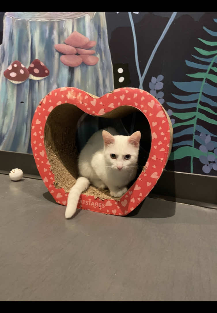 @Catoro Cat Cafe