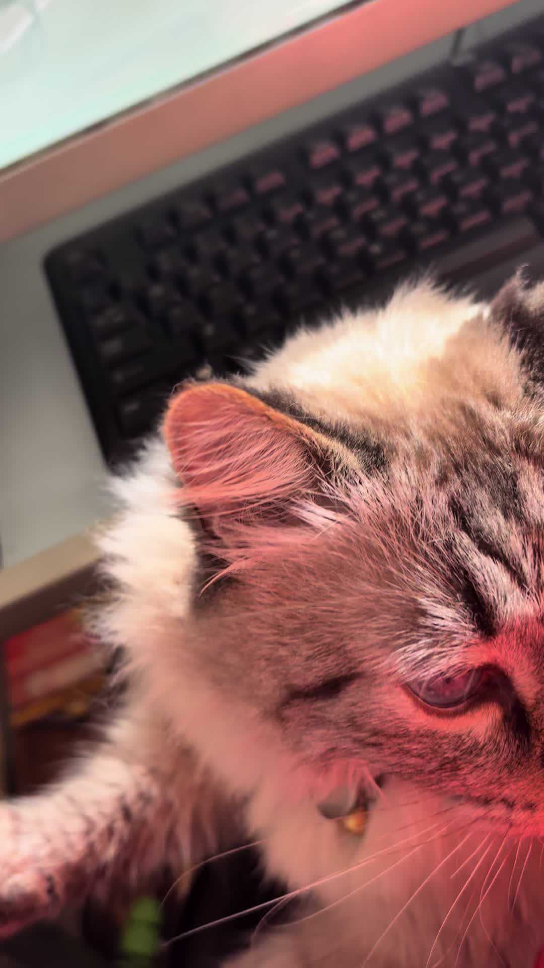 @Brock Meowsnar