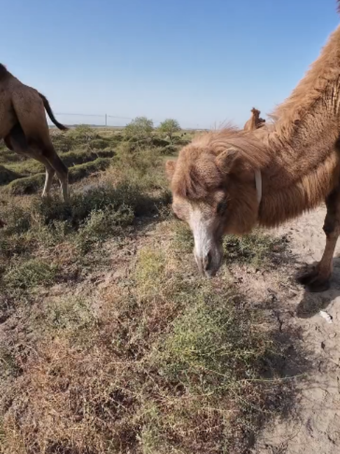 @Gislason Camel