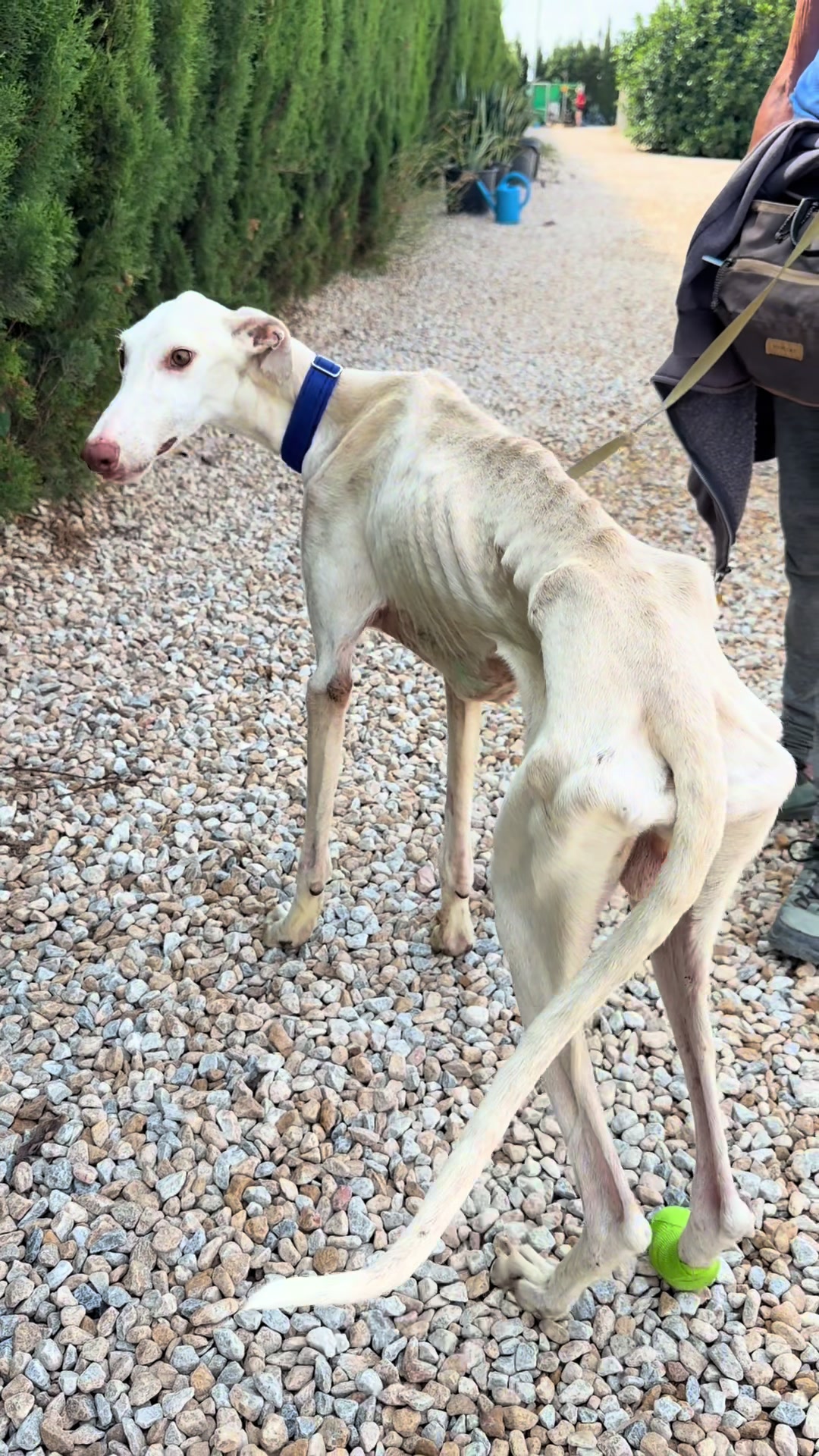 @Galgos del Sol