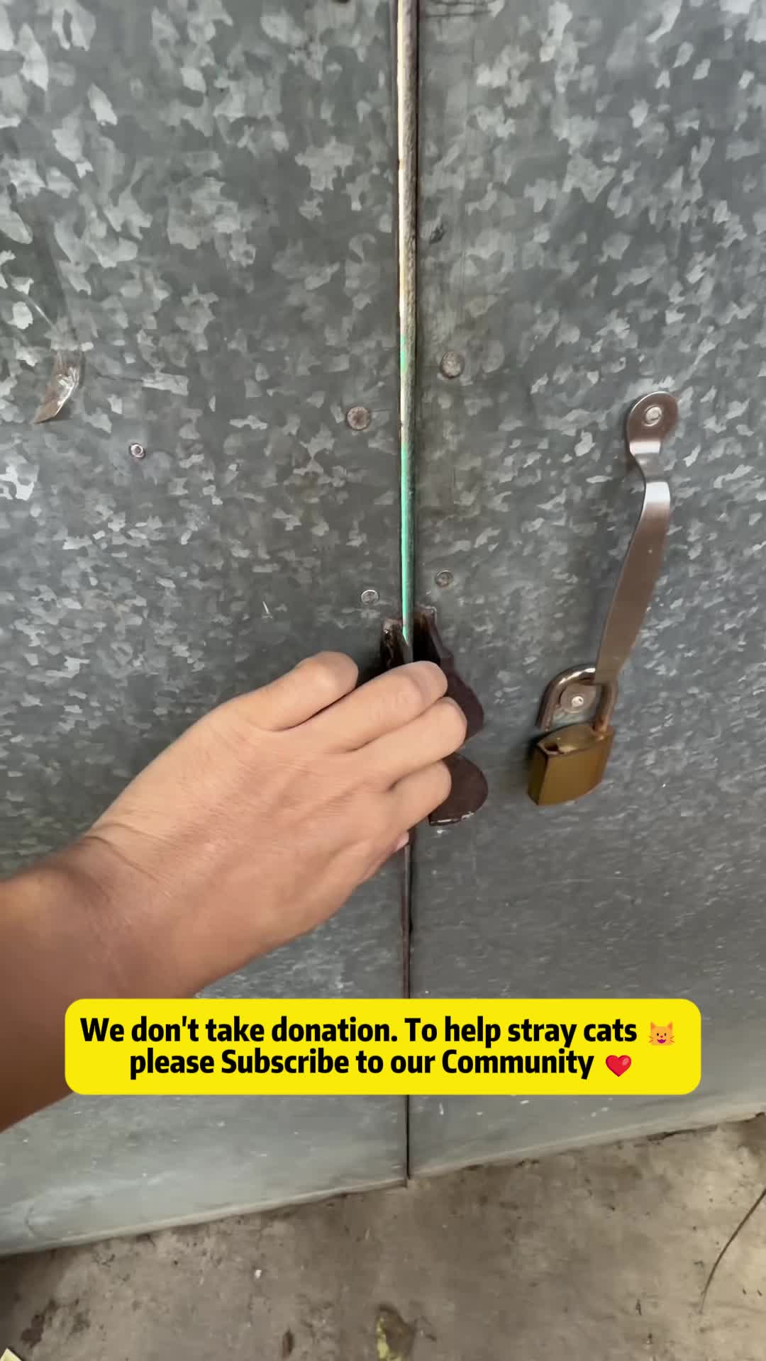 @Stray Cat Talkz