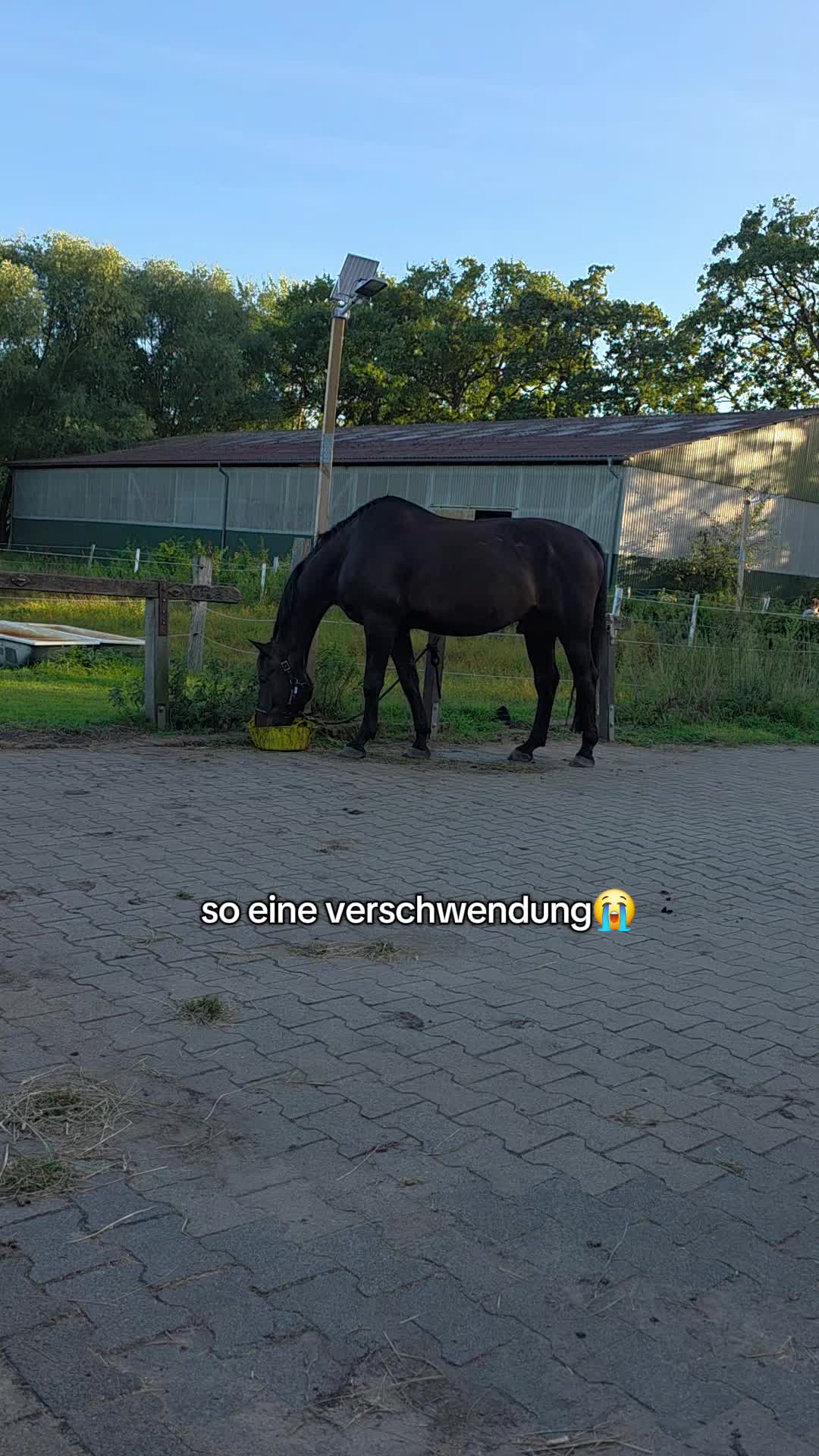 @Laurasherzenspferde 2.0