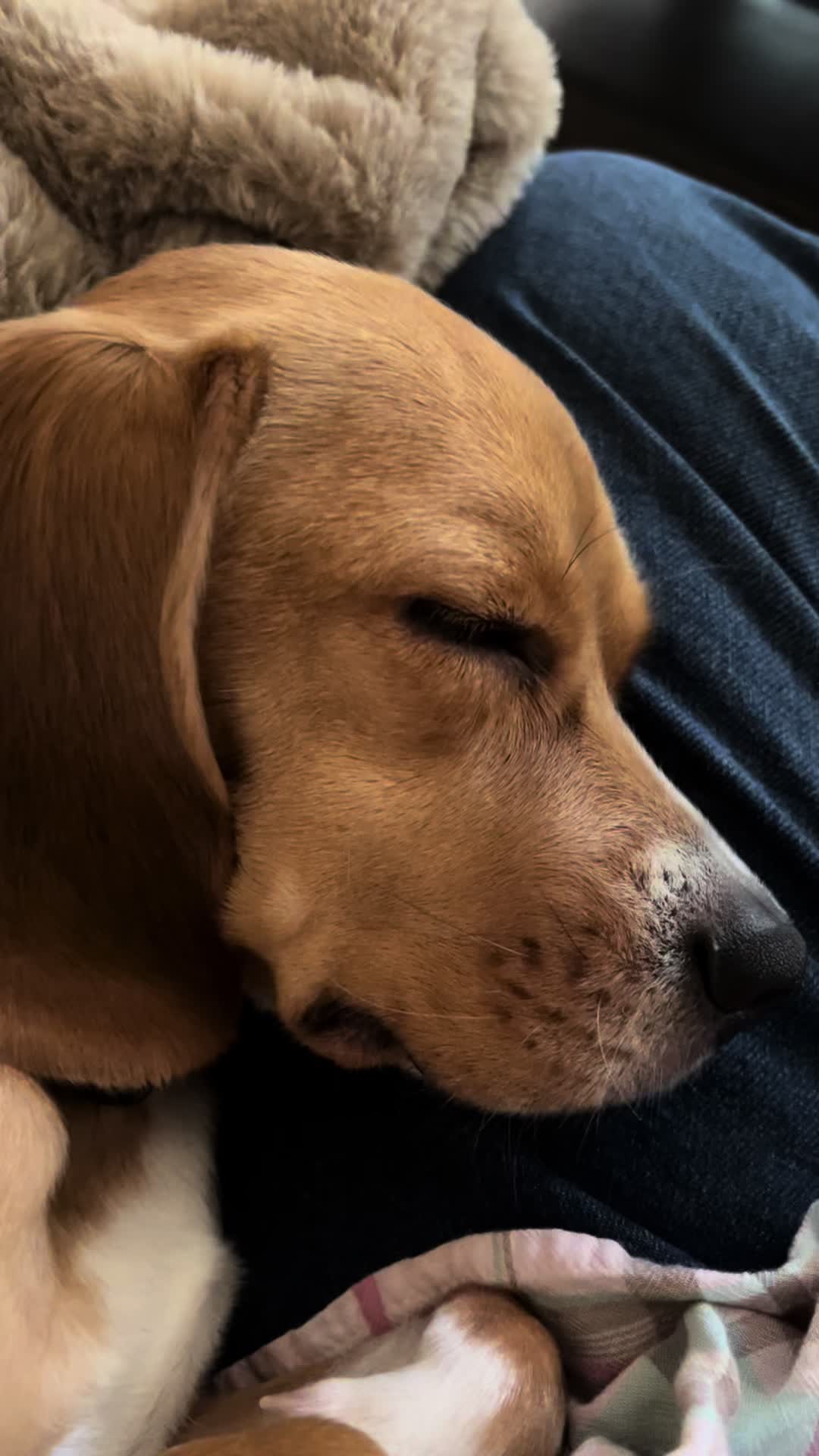 @Rosie the Beagle 🇺🇸🥰 🌞