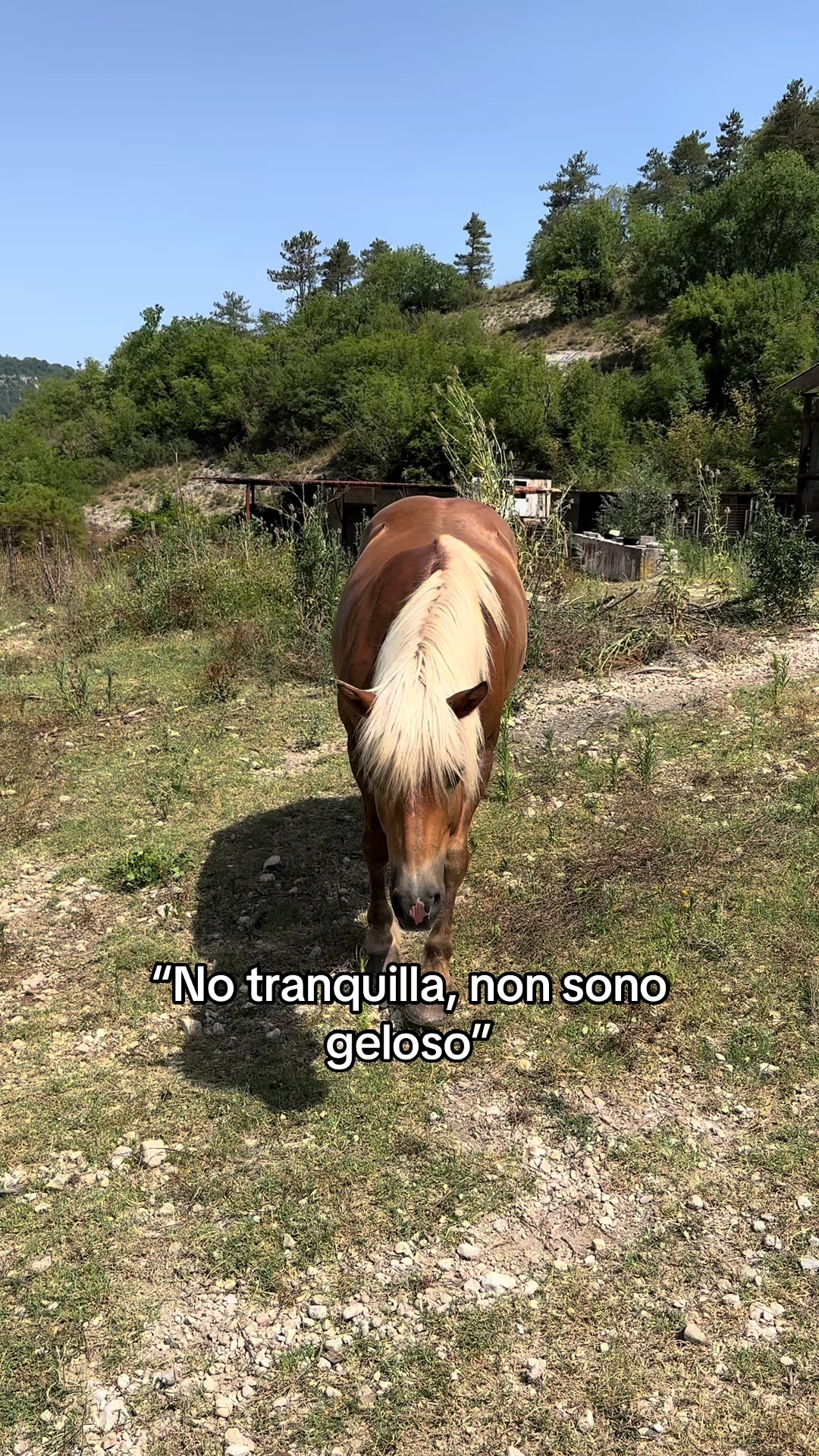 @black_the_friesian