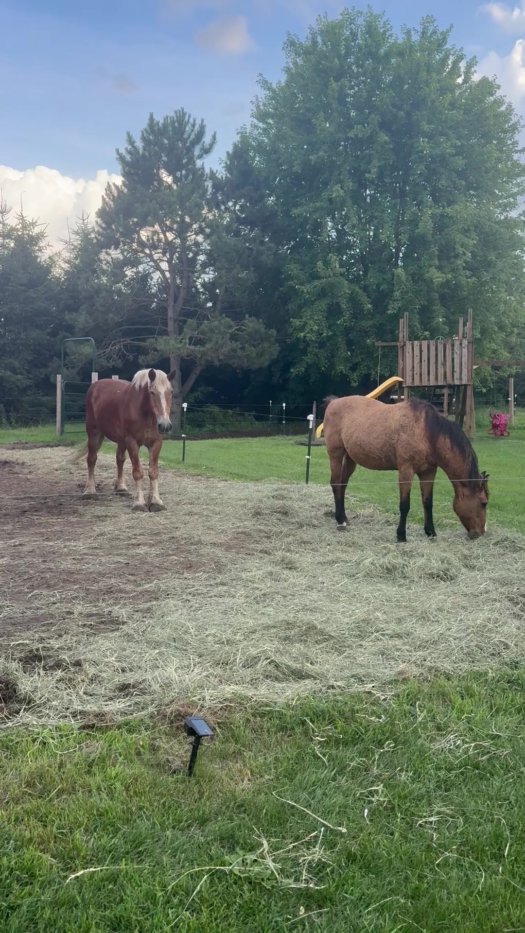 @Safe Place Pastures, Inc.
