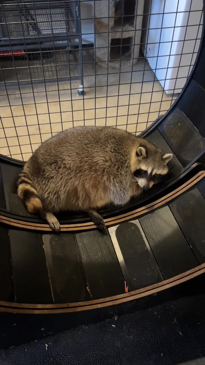 @BushBabyTheRaccoon