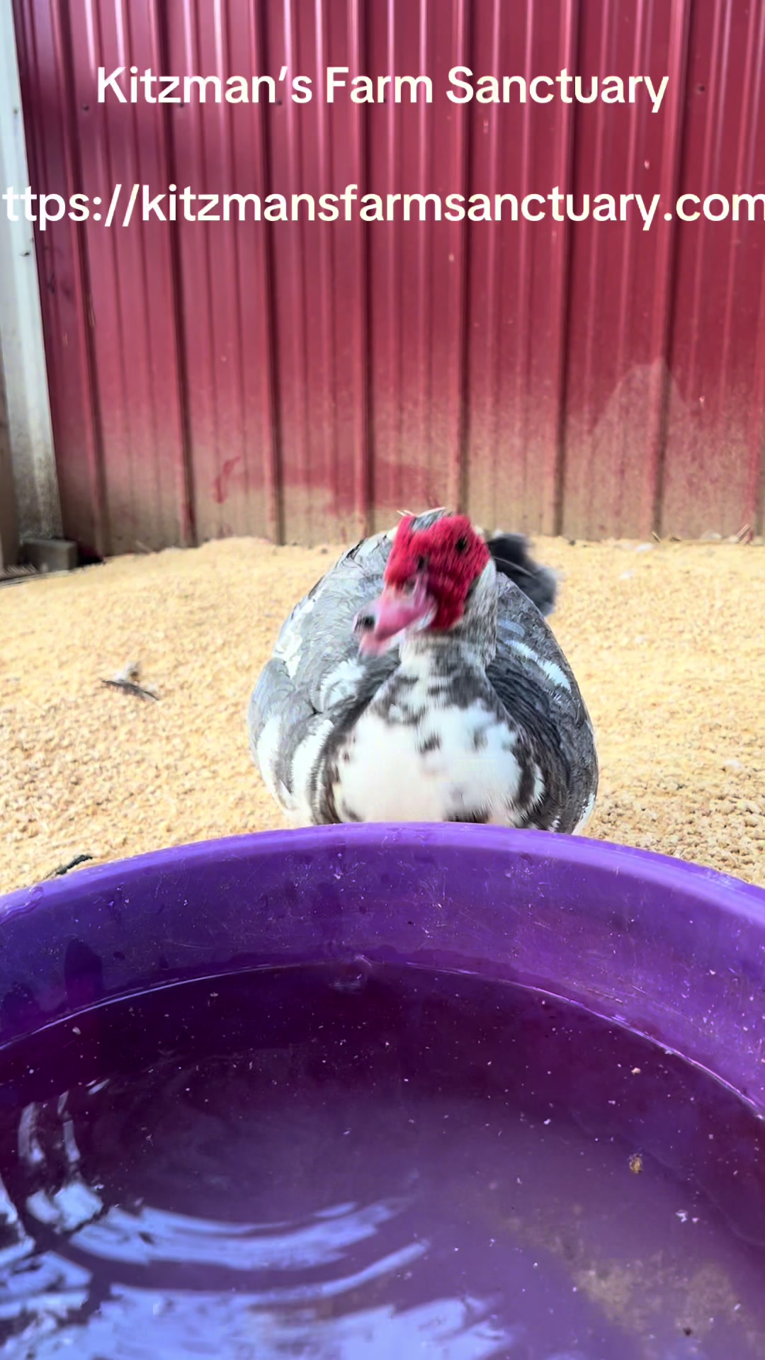@Kitzman’s Farm Sanctuary