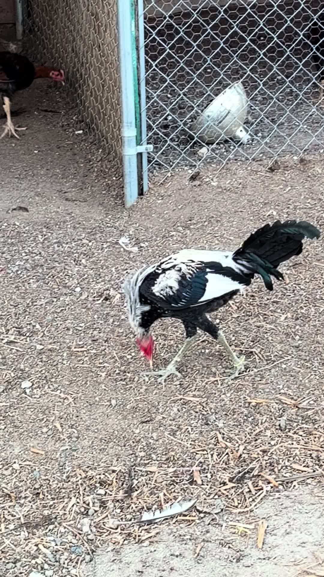 @A.MENDOZA.FARM.USA 74HWY