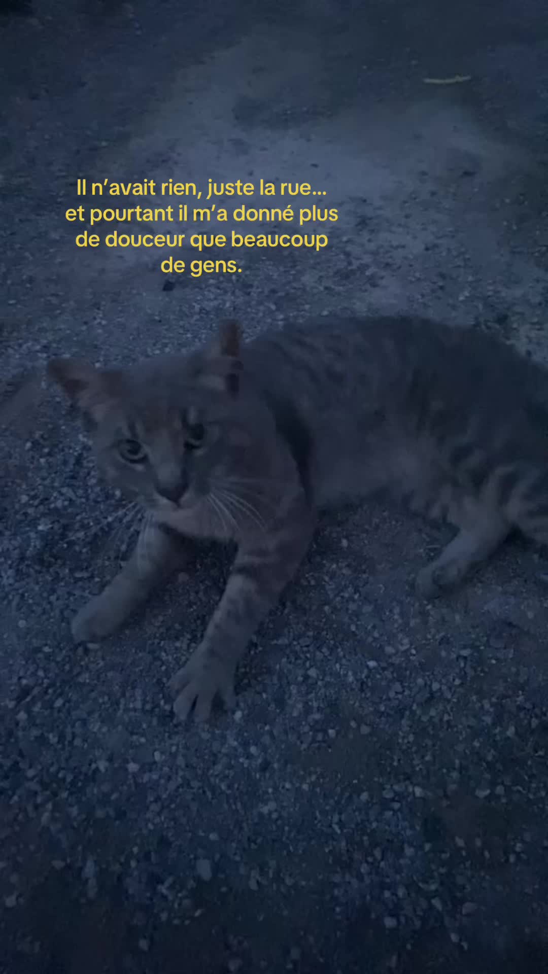 @e̷ł̷y̷n̷e̷