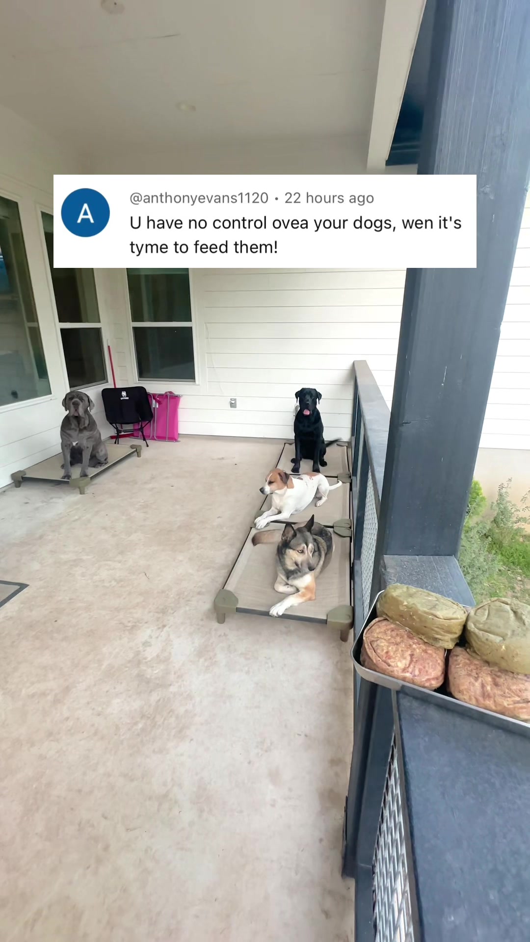 @Taylor + 4 dogs