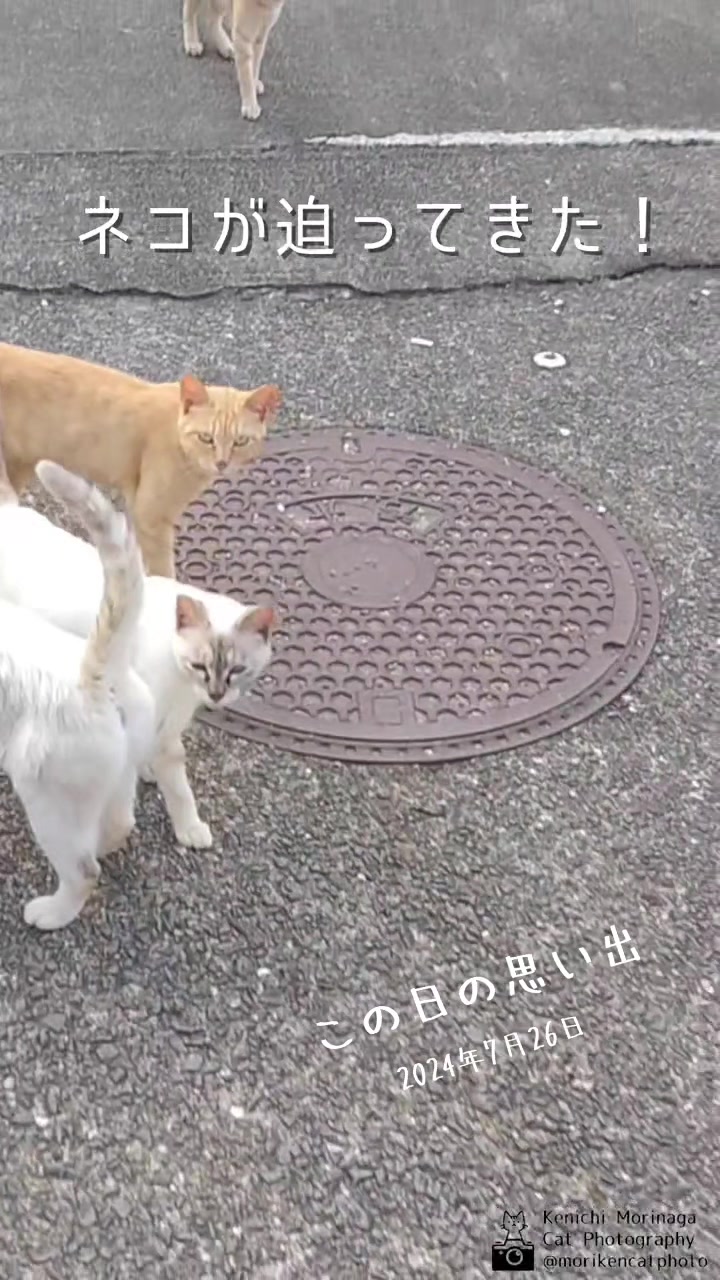 @猫写真家 森永健一