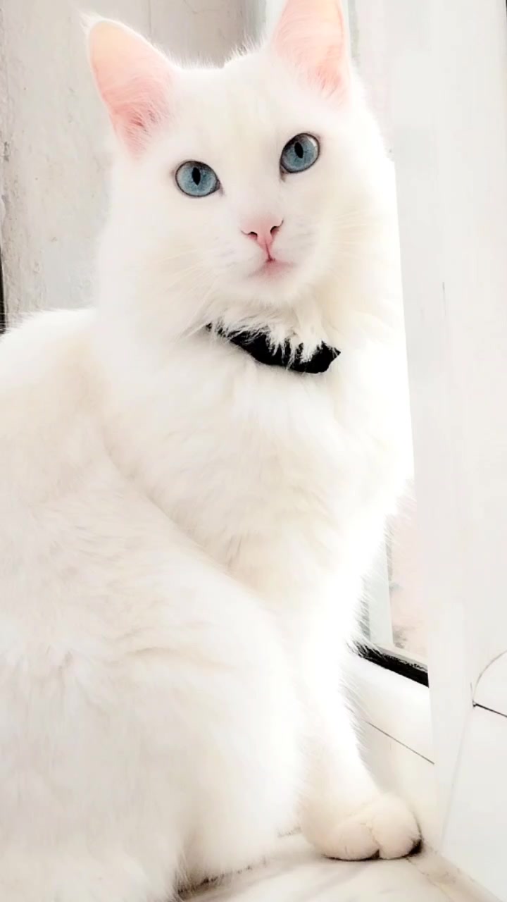 @Kedi_BULUT