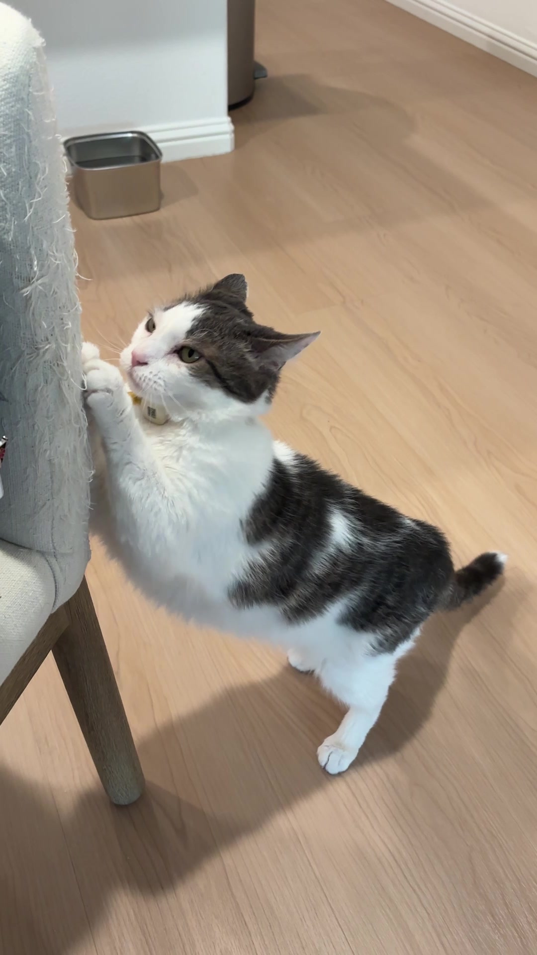 @Mimi Wawa Meow