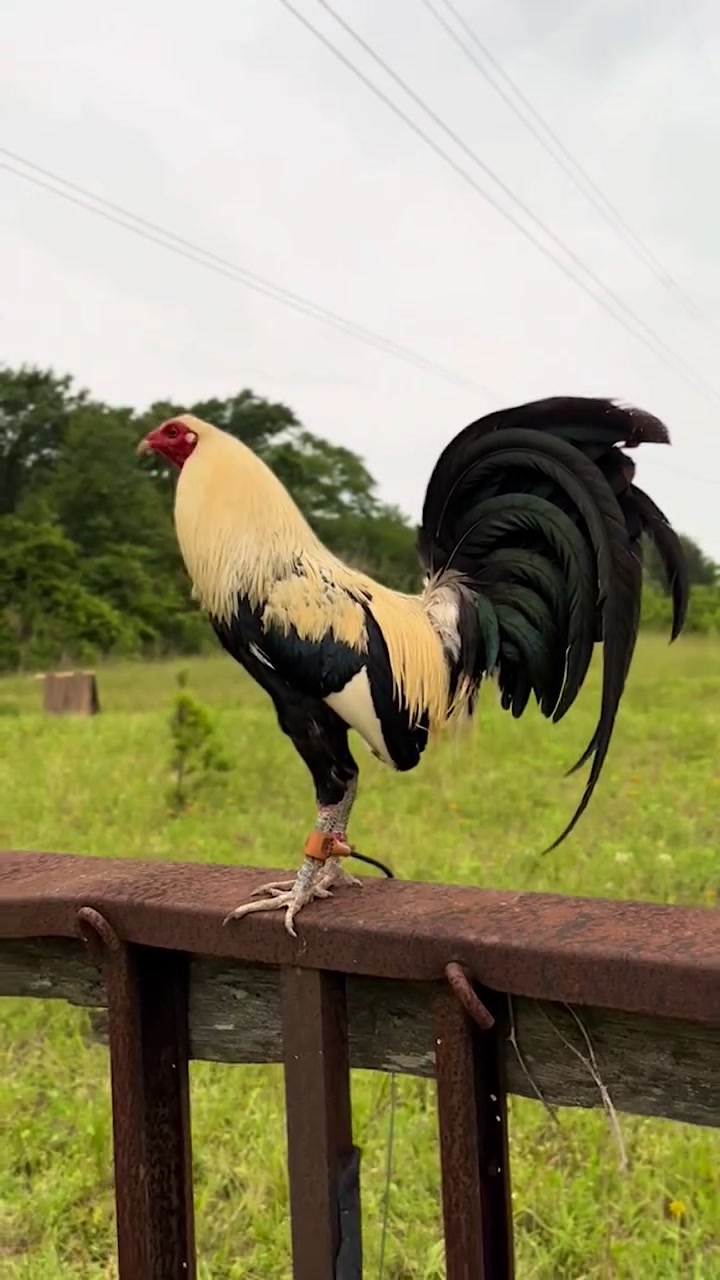 @Los Gallos Más Finos