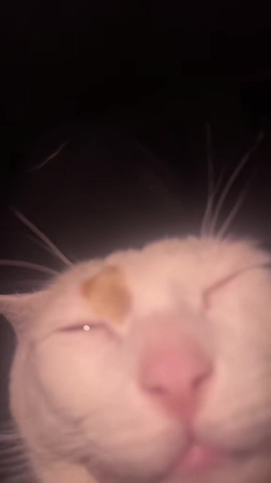 @oopygooper
