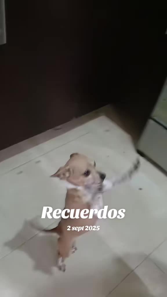 @luiselpollo95