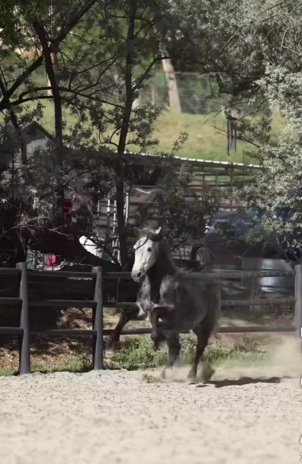 @🐎🐕CHLOE🐕🐎