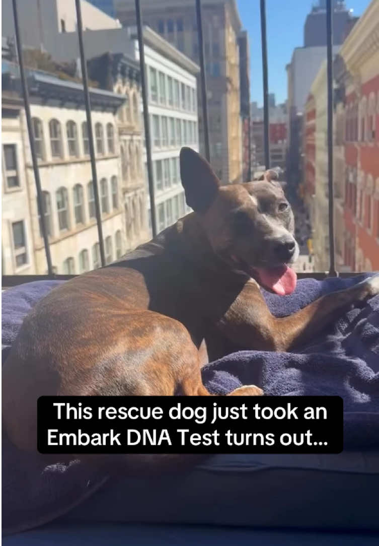 @Embark Vet