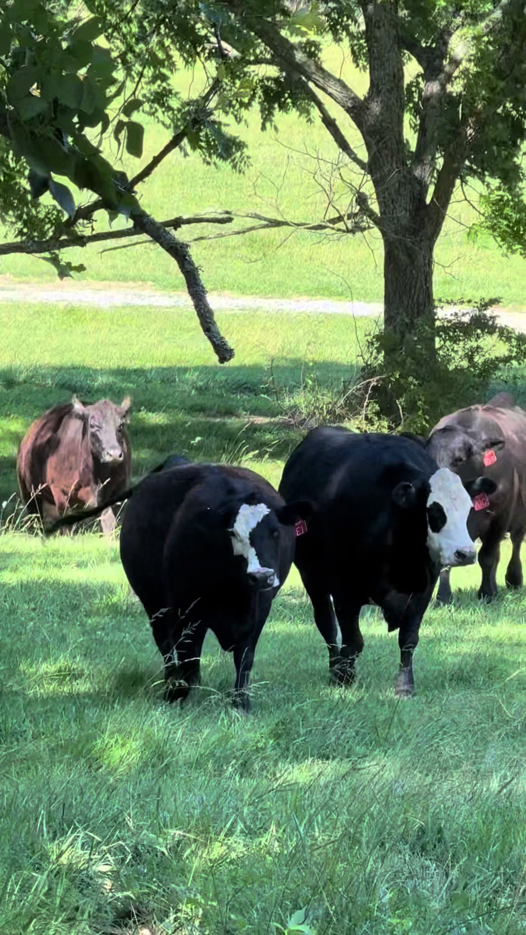 @Massey Land & Cattle