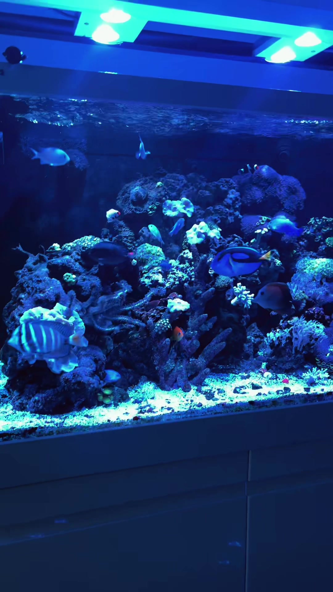 @reeflove