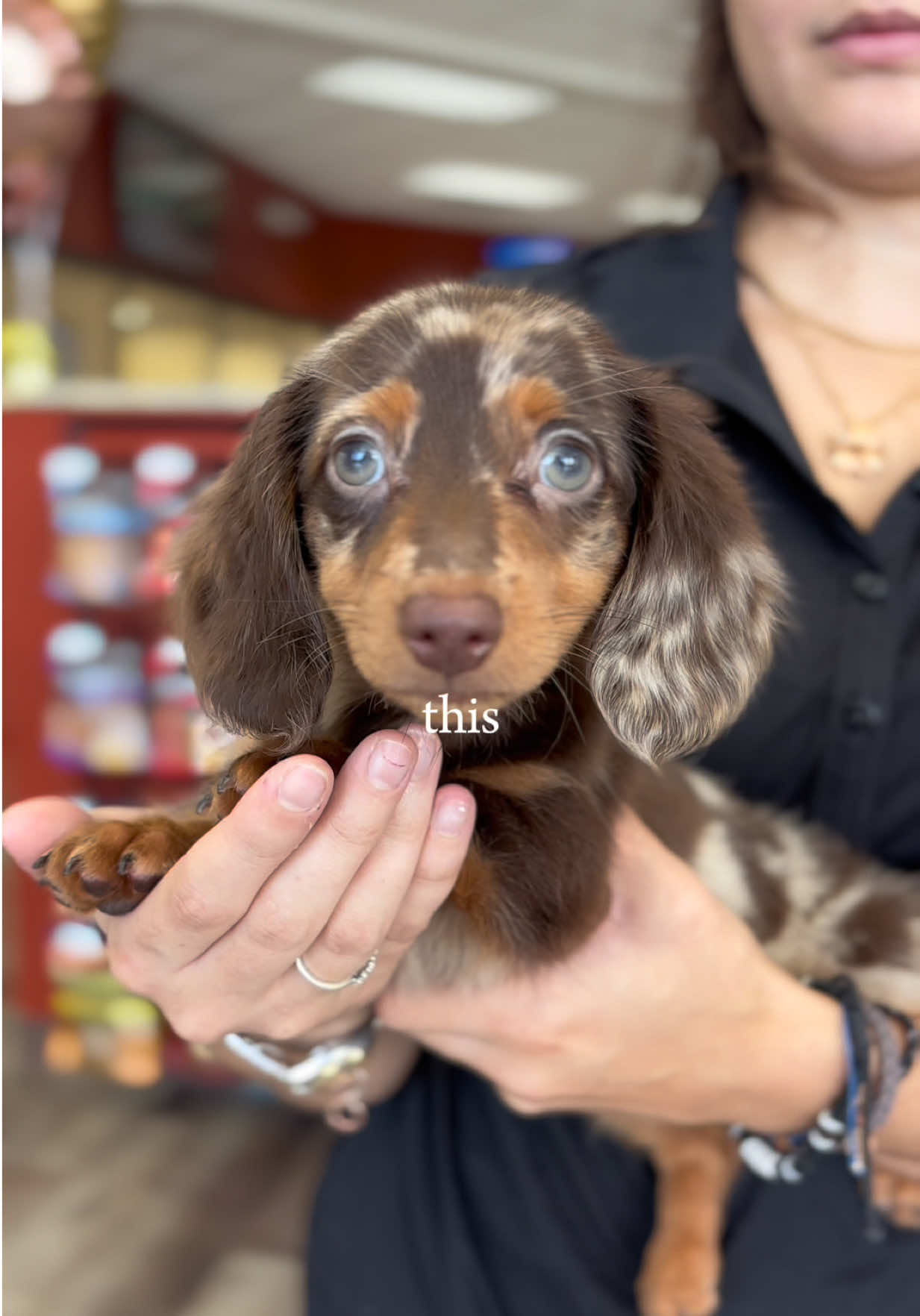 @Petland Bradenton