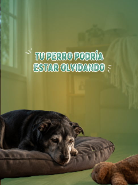 @Pancho Cavero