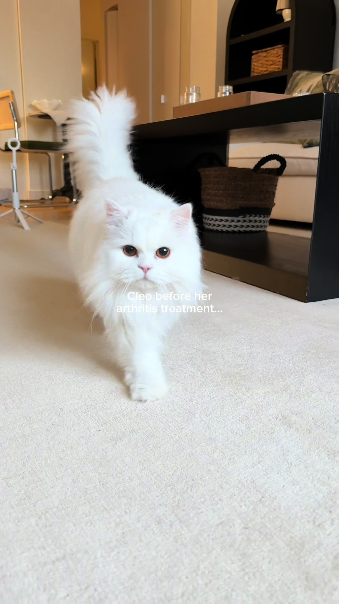 @Cleo the City Kitty