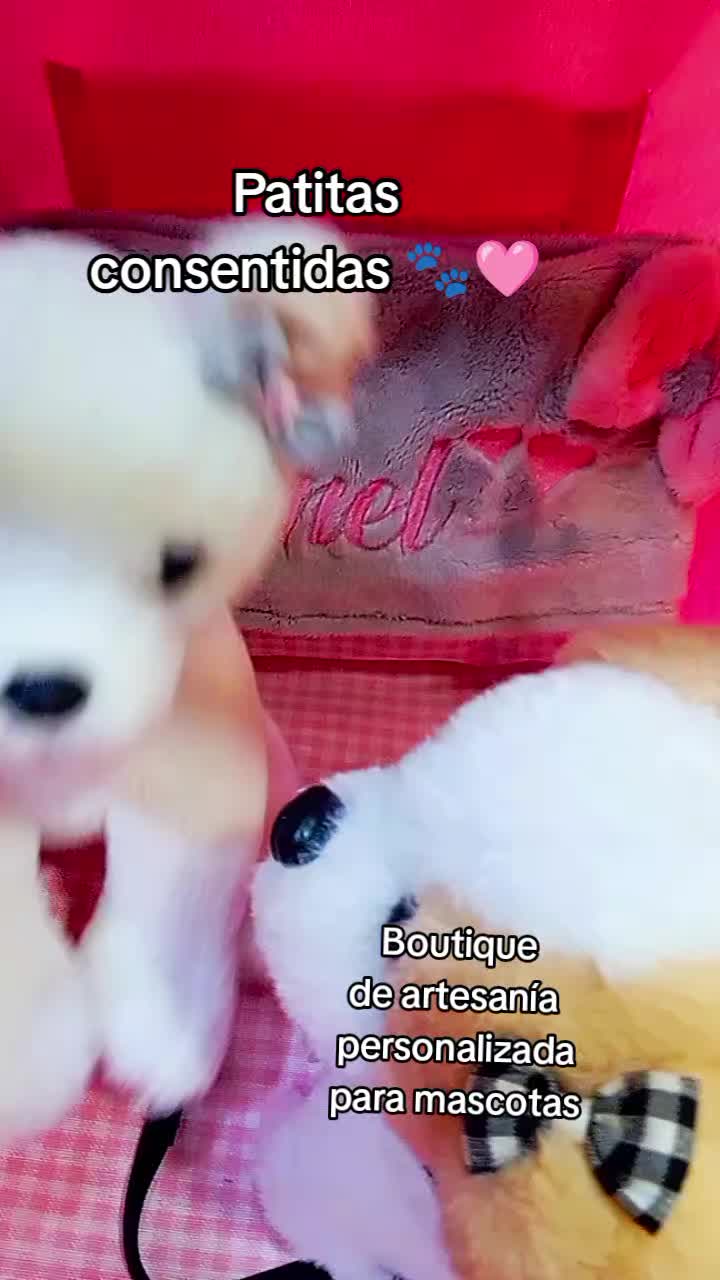 @patitasconsentidastobby
