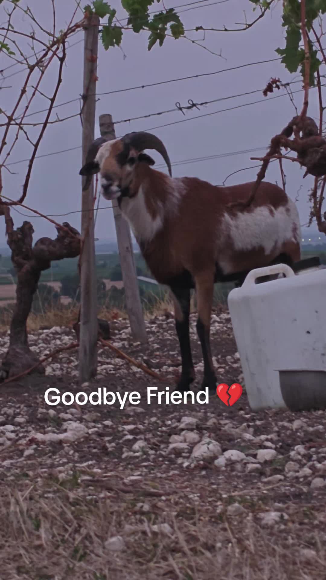 @AhlFa