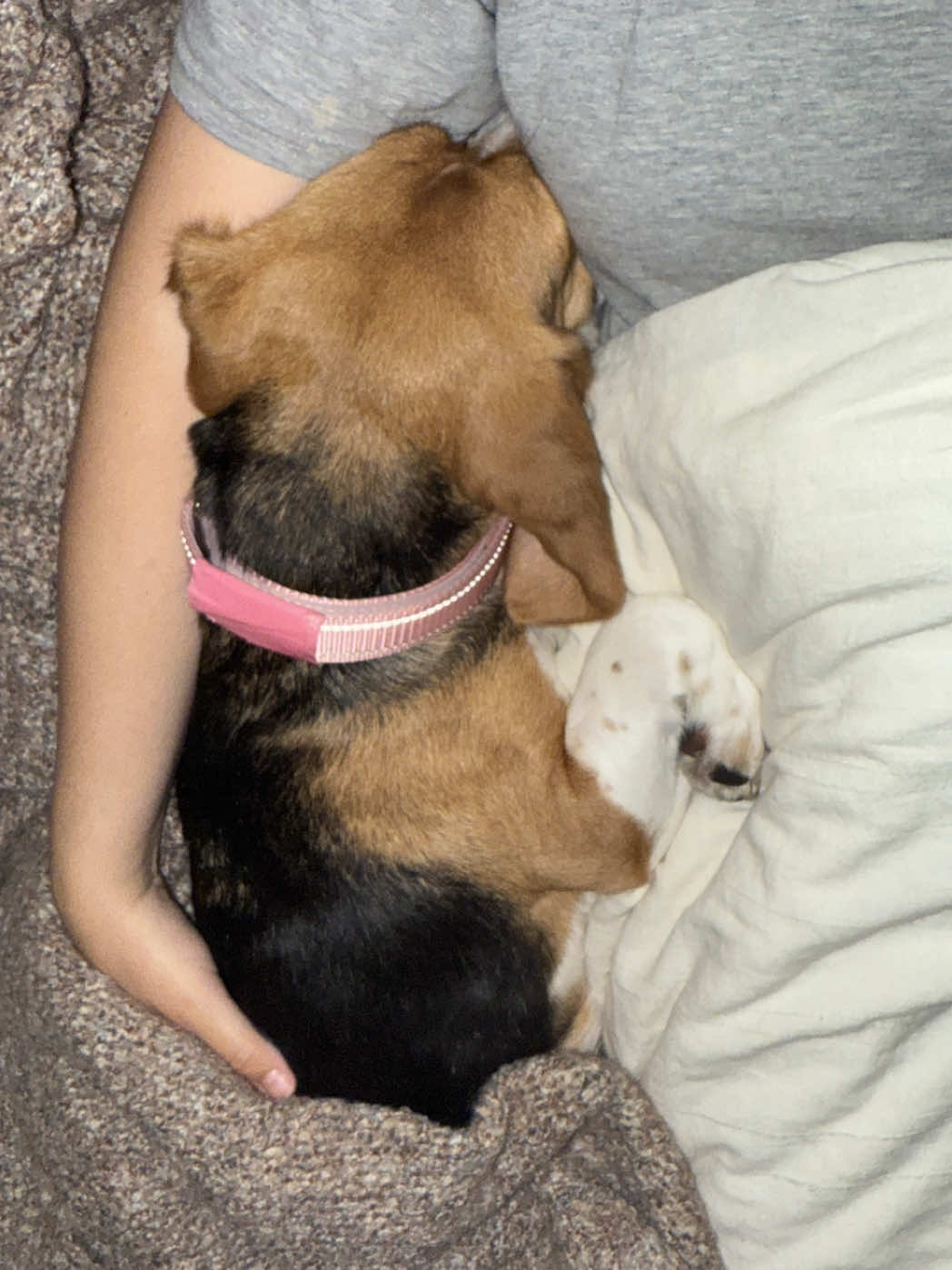 @Rare the Rescue 🐶🐾💕
