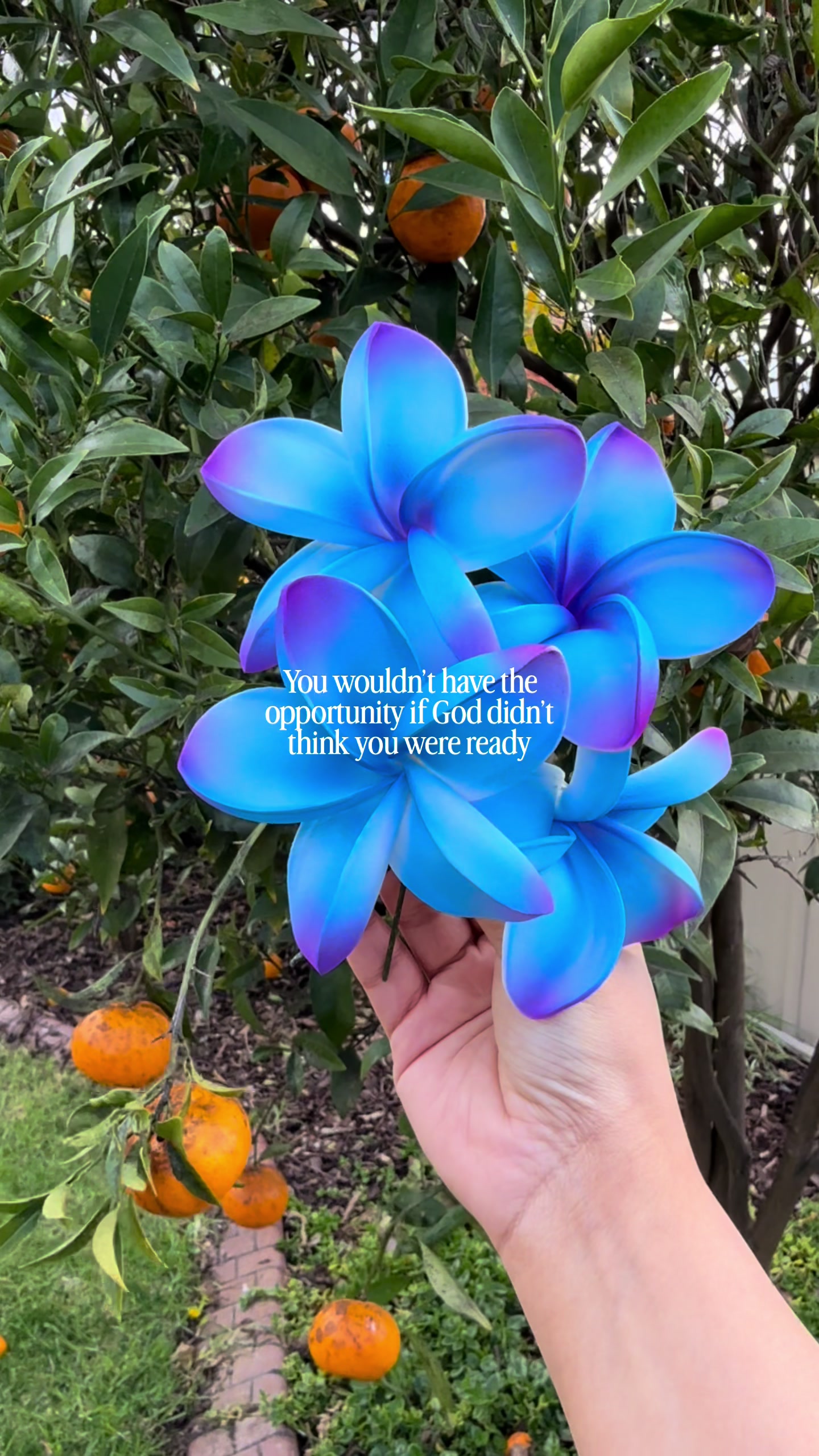 @Island Aesthetica 🌺